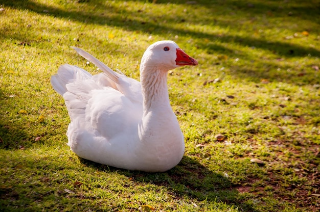 Foto witte gans met blauwe ogen liggend op het gras