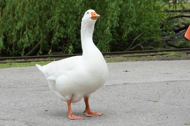Witte gans op de loopbrug in het park