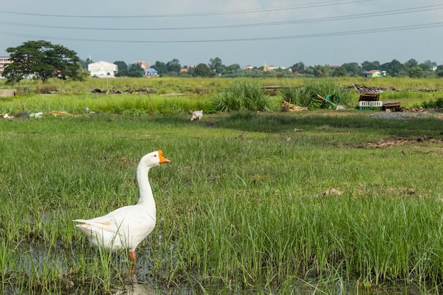 Witte gans op het gras in het water.