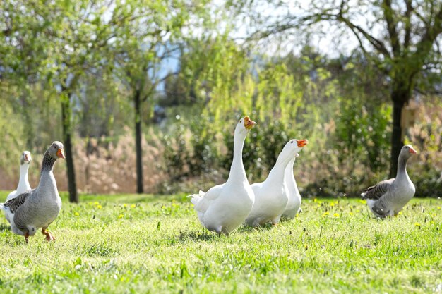 Witte ganzen lopen op gras verlicht door zonlicht op het erf