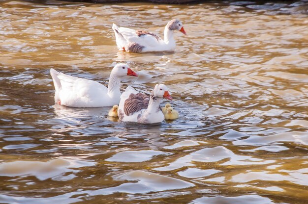 Witte ganzen met kuikens die in het meer zwemmen