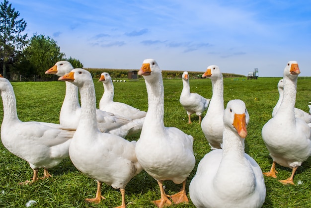 Foto witte ganzen