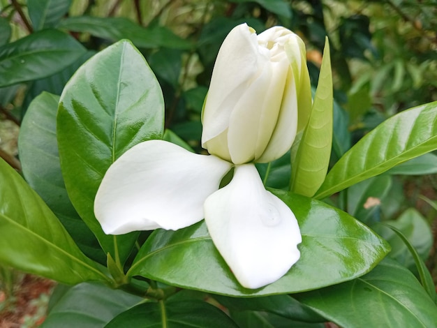 Witte gardeniabloemen. Kaapse jasmijn (Gardenia jasminoides). Bloeiende Kaapse jasmijn.