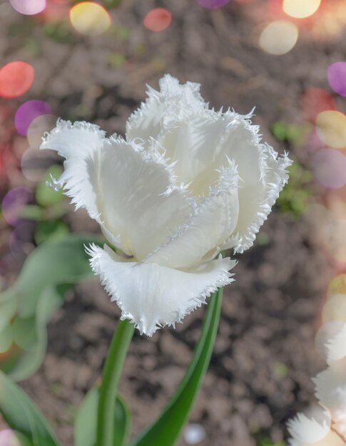 Witte gefranjerde tulp Daytona Tulipa Daytona met franje