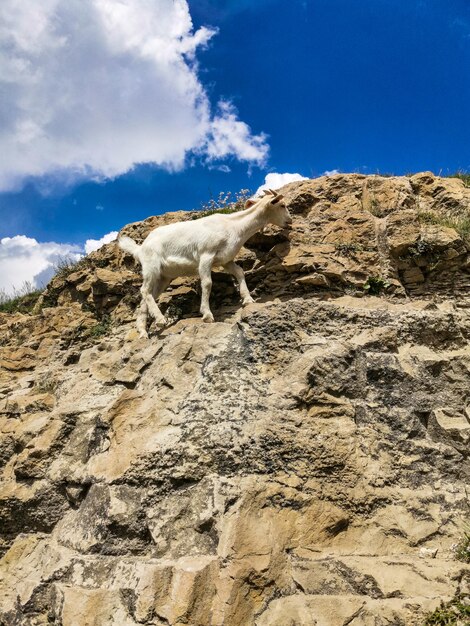 Witte geit bij de Khunzakh-vallei op de rotsen Khunzakh-watervallen Dagestan 2021