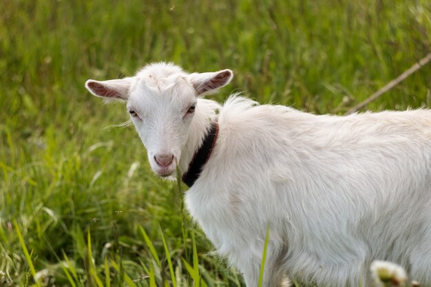 Witte geit buitenshuis, foto van boerderijdieren