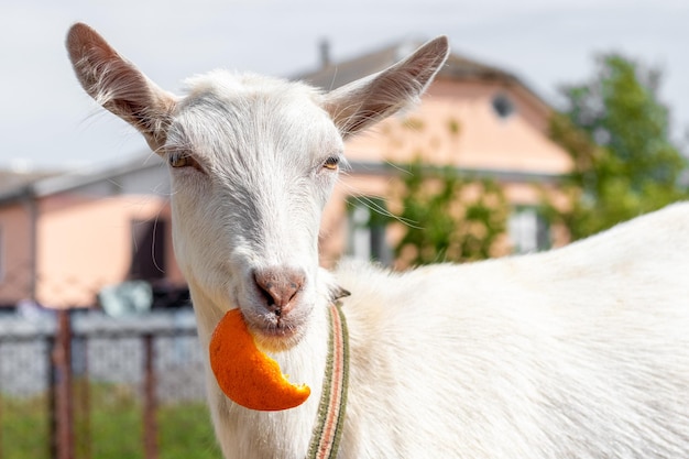 Witte geit eet een sinaasappelschil bij zonnig weer