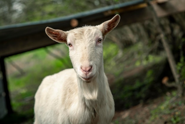 Witte geit in de zomer op een weideclose-up