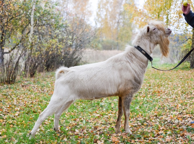 Witte geit met een baard aan de leiband grazen op een herfstdag