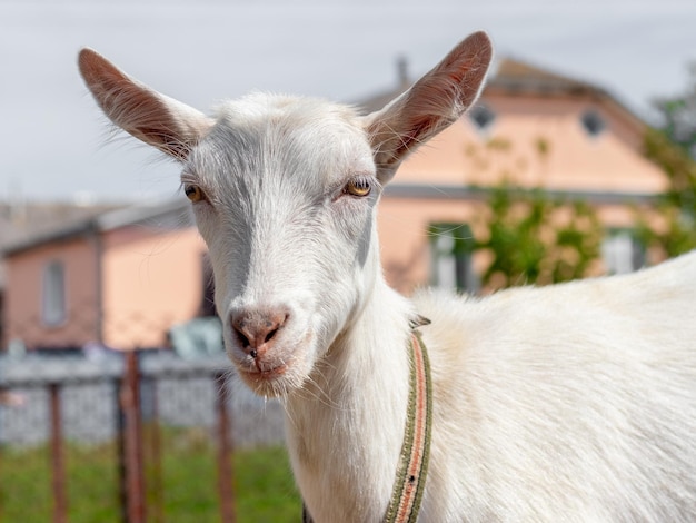 Witte geit met een riem op een weiland op een boerderij