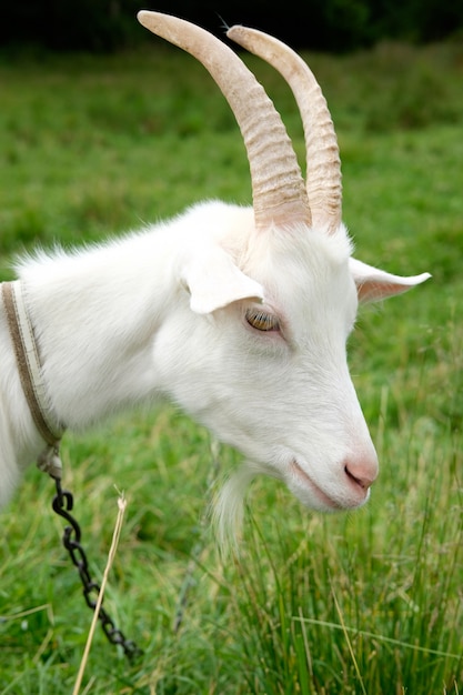 Foto witte geit op groen gras weide