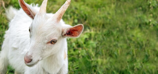 Witte geit op zoek naar camera tegen de achtergrond van groen gras, kopie ruimte, banner