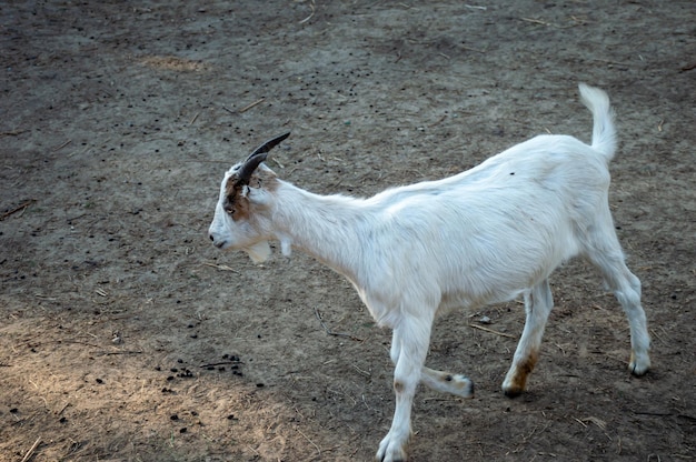 Witte geit rent een kraal in