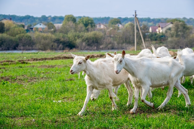 Witte geiten in een weiland van een geitenboerderij. Witte geiten