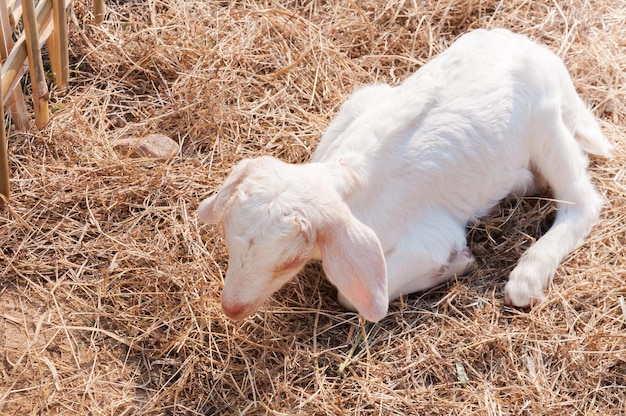 Foto witte geiten op de boerderijbabygeit op een boerderij