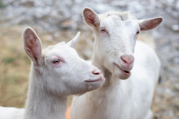 Witte geiten op een boerderij in de winter