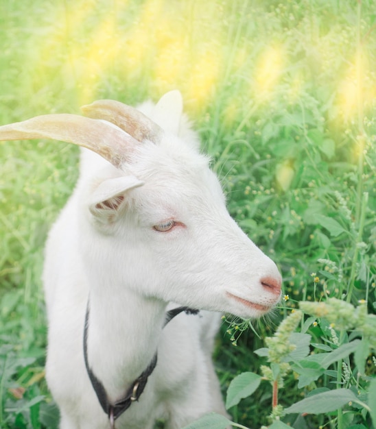 Witte geitenbok Een baby witte geit in de kleine boerderij Witte geiten in een weiland van een geitenboerderij