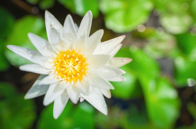 Foto witte, gele lotusbloem en lotusbloemplanten