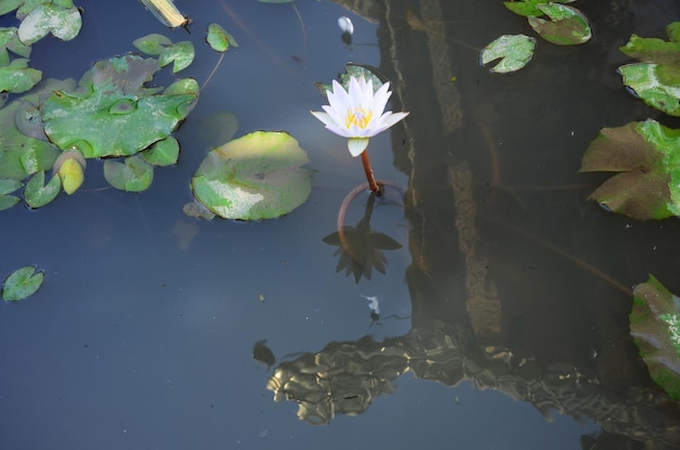 Witte gele lotusbloem of leliebloesem en Nymphaeaceae-flora in watervijver bij tuin openlucht in Thailand