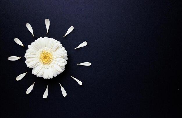 Witte gerbera bloemknop plat lag met bloemblaadjes rond op zwarte achtergrond in bovenaanzicht