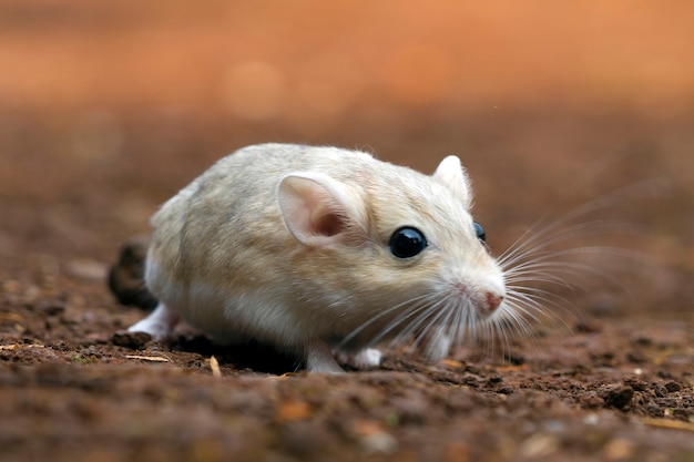 Witte gerbil in het veld