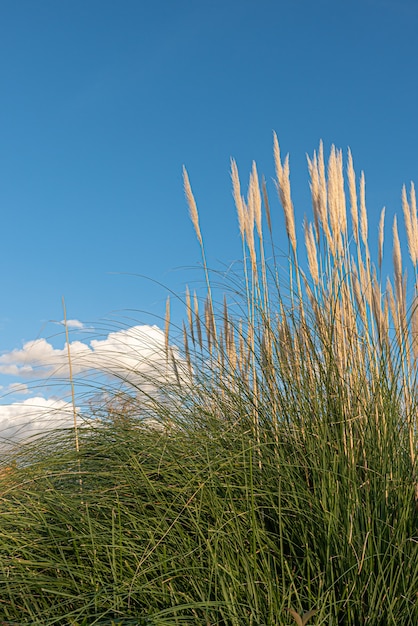 Witte gevederde plant Cortaderia Selloana of Pampasgras