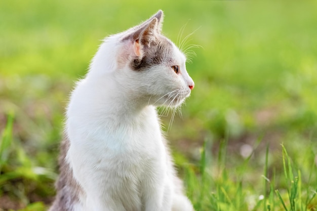 Witte gevlekte kat in de tuin op een wazige achtergrond die opzij kijkt