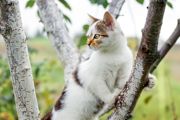 Witte gevlekte kat kijkt voorzichtig in de verte