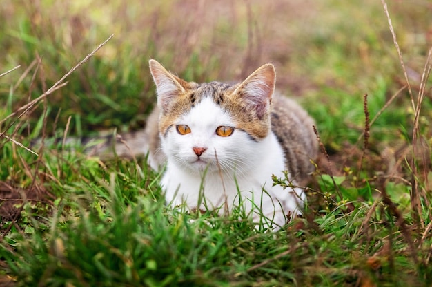 Witte gevlekte kat liggend in de tuin in het groene gras