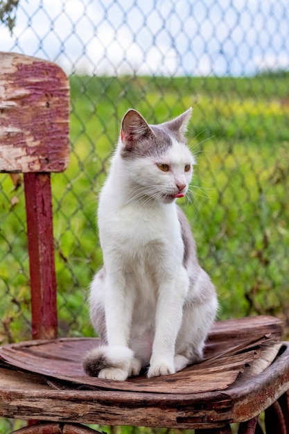 Witte gevlekte kat zittend op een oude stoel in de tuin