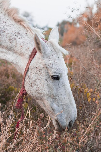 Foto witte gevlekte paard in een veld in de herfst