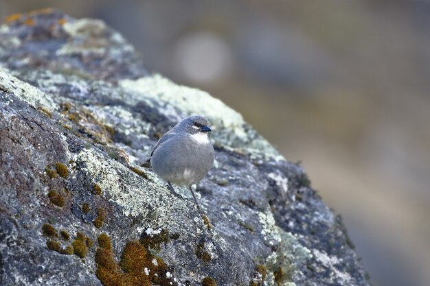 Witte gevleugelde diuca finch