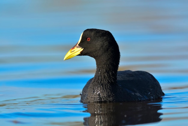 Witte gevleugelde meerkoet Fulica Leucoptera La Pampa Argentinië