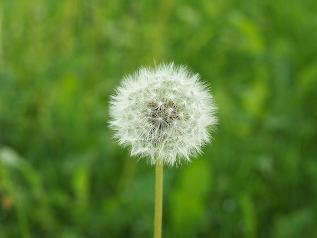 Witte gewone paardebloembloem