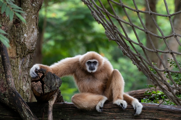 Witte gibbon die alleen op het hout zit.