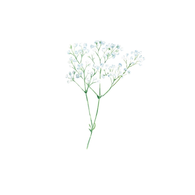 Witte gipskruid takjes met bloemen geïsoleerd op een witte achtergrond Aquarel illustratie