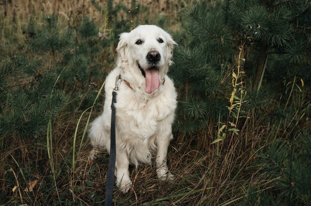 Witte golden retriever hond in het bos