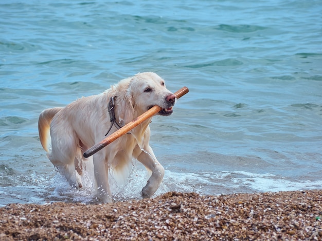 Witte gouden labrador retriever hond op het strand