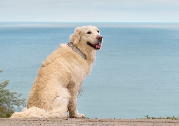 Witte gouden labrador retriever hond op het strand