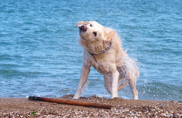 Witte gouden labrador retriever hond op het strand