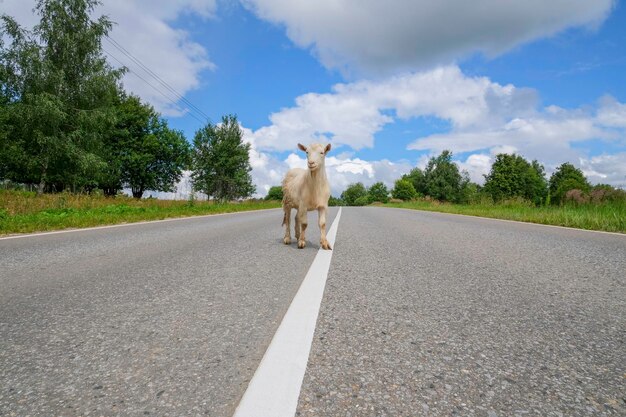 Witte grappige geit staat midden op de weg met een scheidingsstrook tegen een helderblauwe lucht