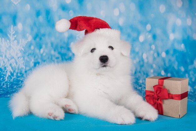 Witte grappige samoyed puppy hond in rode kerstman hoed met geschenk