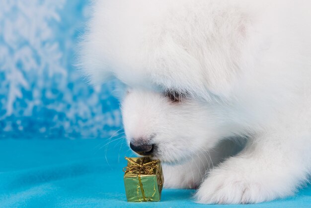 Foto witte grappige samoyed puppy met een geschenk