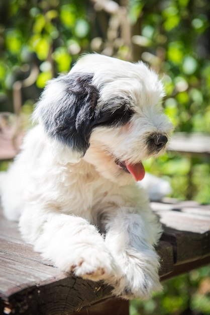 Witte grappige Tibetaanse Terriër hond in de natuur