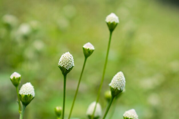 Witte grasbloem