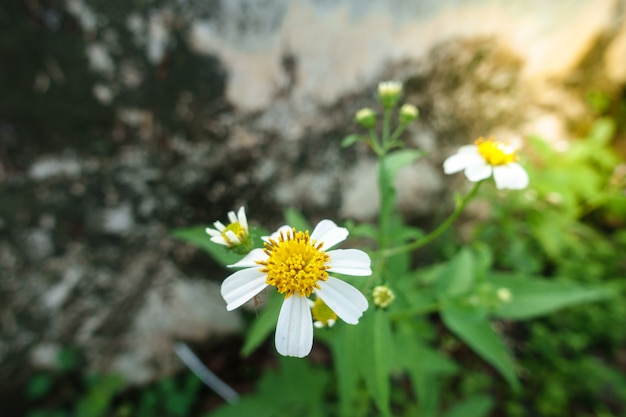 Witte grasbloemen in de tuin met erachter geel licht