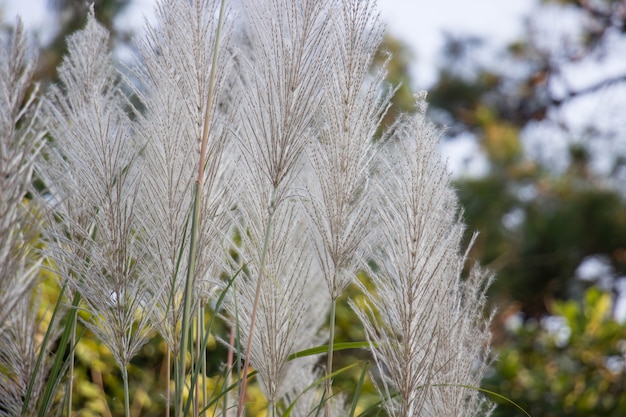 Witte grasbloemen met aardachtergrond