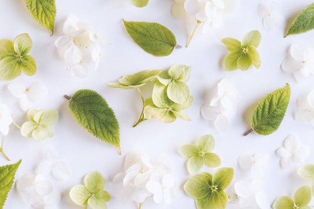 Witte groene bloemen achtergrond op hortensia bloementextuur flatlay