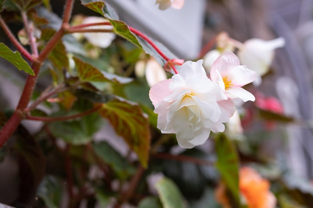 Witte grote bloemen van knolbegonia's in bruine bloempot close-up Sier bloeiende begonia hangen in pot op stenen muur achtergrond zomer