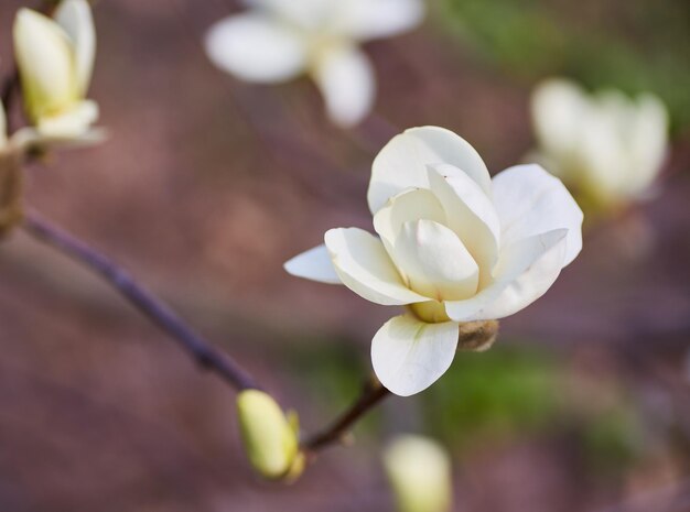 Witte grote Magnolia